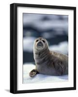 Harbor Seal on Ice Flow, Le Conte Glacier, Alaska, USA-Michele Westmorland-Framed Photographic Print