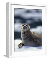 Harbor Seal on Ice Flow, Le Conte Glacier, Alaska, USA-Michele Westmorland-Framed Photographic Print