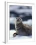 Harbor Seal on Ice Flow, Le Conte Glacier, Alaska, USA-Michele Westmorland-Framed Photographic Print