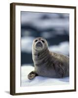 Harbor Seal on Ice Flow, Le Conte Glacier, Alaska, USA-Michele Westmorland-Framed Photographic Print