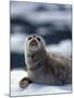 Harbor Seal on Ice Flow, Le Conte Glacier, Alaska, USA-Michele Westmorland-Mounted Photographic Print