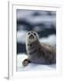 Harbor Seal on Ice Flow, Le Conte Glacier, Alaska, USA-Michele Westmorland-Framed Photographic Print