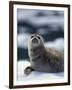 Harbor Seal on Ice Flow, Le Conte Glacier, Alaska, USA-Michele Westmorland-Framed Photographic Print