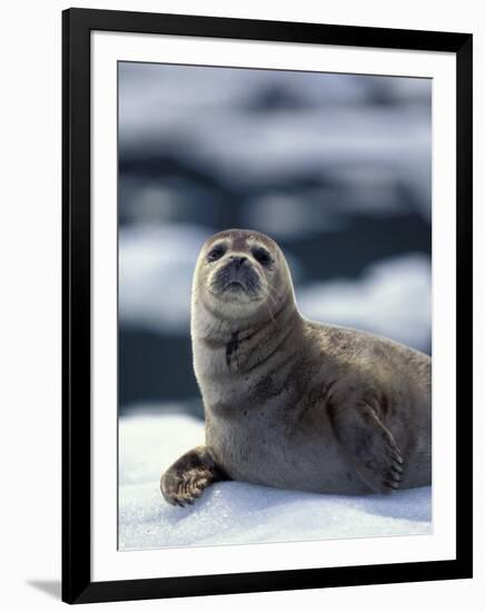 Harbor Seal on Ice Flow, Le Conte Glacier, Alaska, USA-Michele Westmorland-Framed Photographic Print