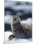 Harbor Seal on Ice Flow, Le Conte Glacier, Alaska, USA-Michele Westmorland-Mounted Photographic Print