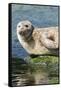 Harbor Seal on the Coast of the Shetland Islands. Scotland-Martin Zwick-Framed Stretched Canvas