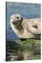 Harbor Seal on the Coast of the Shetland Islands. Scotland-Martin Zwick-Stretched Canvas