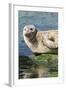 Harbor Seal on the Coast of the Shetland Islands. Scotland-Martin Zwick-Framed Photographic Print