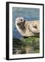 Harbor Seal on the Coast of the Shetland Islands. Scotland-Martin Zwick-Framed Photographic Print