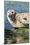 Harbor Seal on the Coast of the Shetland Islands. Scotland-Martin Zwick-Mounted Photographic Print