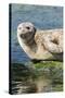 Harbor Seal on the Coast of the Shetland Islands. Scotland-Martin Zwick-Stretched Canvas