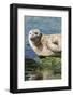 Harbor Seal on the Coast of the Shetland Islands. Scotland-Martin Zwick-Framed Photographic Print