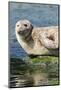 Harbor Seal on the Coast of the Shetland Islands. Scotland-Martin Zwick-Mounted Photographic Print