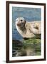 Harbor Seal on the Coast of the Shetland Islands. Scotland-Martin Zwick-Framed Photographic Print