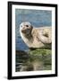 Harbor Seal on the Coast of the Shetland Islands. Scotland-Martin Zwick-Framed Photographic Print