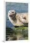 Harbor Seal on the Coast of the Shetland Islands. Scotland-Martin Zwick-Framed Premium Photographic Print