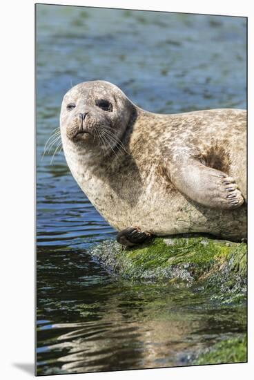 Harbor Seal on the Coast of the Shetland Islands. Scotland-Martin Zwick-Mounted Premium Photographic Print