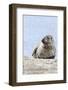 Harbor Seal on the Coast of the Shetland Islands. Scotland-Martin Zwick-Framed Photographic Print