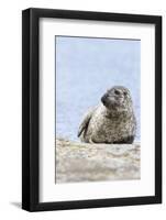 Harbor Seal on the Coast of the Shetland Islands. Scotland-Martin Zwick-Framed Photographic Print