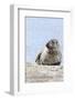 Harbor Seal on the Coast of the Shetland Islands. Scotland-Martin Zwick-Framed Photographic Print