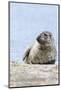 Harbor Seal on the Coast of the Shetland Islands. Scotland-Martin Zwick-Mounted Photographic Print