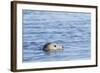 Harbor Seal on the Coast of the Shetland Islands. Scotland-Martin Zwick-Framed Photographic Print