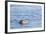 Harbor Seal on the Coast of the Shetland Islands. Scotland-Martin Zwick-Framed Photographic Print