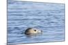 Harbor Seal on the Coast of the Shetland Islands. Scotland-Martin Zwick-Mounted Photographic Print