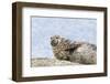 Harbor Seal on the Coast of the Shetland Islands. Scotland-Martin Zwick-Framed Photographic Print