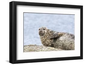 Harbor Seal on the Coast of the Shetland Islands. Scotland-Martin Zwick-Framed Photographic Print