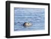 Harbor Seal on the Coast of the Shetland Islands. Scotland-Martin Zwick-Framed Photographic Print