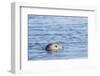 Harbor Seal on the Coast of the Shetland Islands. Scotland-Martin Zwick-Framed Photographic Print