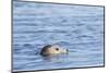 Harbor Seal on the Coast of the Shetland Islands. Scotland-Martin Zwick-Mounted Photographic Print