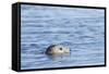 Harbor Seal on the Coast of the Shetland Islands. Scotland-Martin Zwick-Framed Stretched Canvas