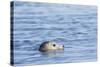 Harbor Seal on the Coast of the Shetland Islands. Scotland-Martin Zwick-Stretched Canvas