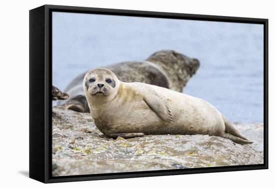 Harbor Seal on the Coast of the Shetland Islands. Scotland-Martin Zwick-Framed Stretched Canvas