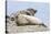 Harbor Seal on the Coast of the Shetland Islands. Scotland-Martin Zwick-Stretched Canvas