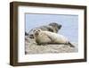 Harbor Seal on the Coast of the Shetland Islands. Scotland-Martin Zwick-Framed Photographic Print