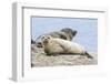 Harbor Seal on the Coast of the Shetland Islands. Scotland-Martin Zwick-Framed Photographic Print