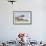 Harbor Seal on the Coast of the Shetland Islands. Scotland-Martin Zwick-Framed Photographic Print displayed on a wall