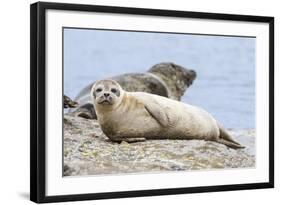 Harbor Seal on the Coast of the Shetland Islands. Scotland-Martin Zwick-Framed Photographic Print