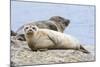 Harbor Seal on the Coast of the Shetland Islands. Scotland-Martin Zwick-Mounted Photographic Print