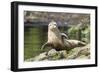 Harbor Seal on the Coast of the Shetland Islands. Scotland-Martin Zwick-Framed Photographic Print