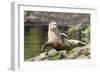 Harbor Seal on the Coast of the Shetland Islands. Scotland-Martin Zwick-Framed Photographic Print