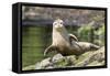 Harbor Seal on the Coast of the Shetland Islands. Scotland-Martin Zwick-Framed Stretched Canvas