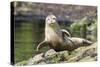 Harbor Seal on the Coast of the Shetland Islands. Scotland-Martin Zwick-Stretched Canvas