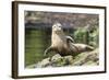 Harbor Seal on the Coast of the Shetland Islands. Scotland-Martin Zwick-Framed Photographic Print