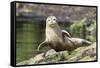 Harbor Seal on the Coast of the Shetland Islands. Scotland-Martin Zwick-Framed Stretched Canvas