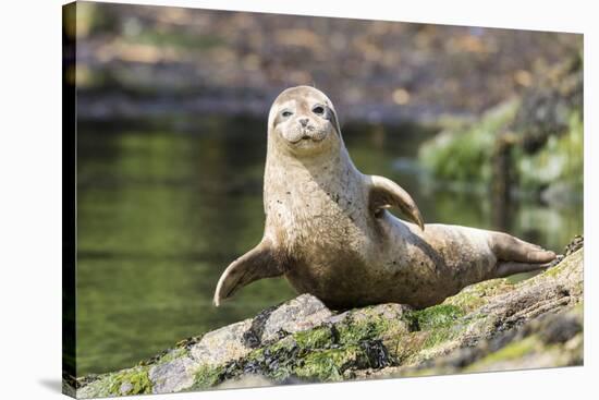 Harbor Seal on the Coast of the Shetland Islands. Scotland-Martin Zwick-Stretched Canvas