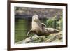 Harbor Seal on the Coast of the Shetland Islands. Scotland-Martin Zwick-Framed Photographic Print